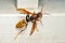Close-up of Asian Giant Hornet or Japanese Giant Hornet Vespa mandarinia japonica. In japanese it is known as the oosuzumebachi