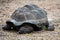 Close-up of Asian giant tortoise