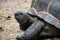 Close-up of Asian giant tortoise