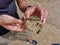 Close up of asian male hand holding crab at beach. A man caught a blue swimmer crab in the sea. Catching blue swimming crab