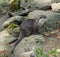 Close up of Asian small-clawed otter are lively and playful