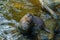 Close up of Asian small-clawed otter are lively and playful