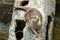 Close up of Asian smalled-clawed otter lying on log