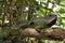 Close Up of an Asian Water Lizard