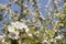 Close up asiatic apple flower