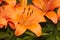 Close up of Asiatic Lily