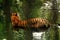 Close up of Asiatic Tiger in water