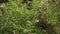 Close up asparagus fern, foxtail fern asparagus densiflorus, fresh green fine leaves,