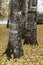 Close up of aspen tree trunk.