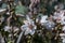 Close up Asphodel flowers during spring