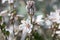 Close up Asphodel flowers during spring
