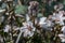 Close up Asphodel flowers during spring