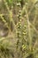 close up of Asphodeline lutea