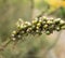 close up of Asphodeline lutea