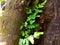 Close up Asplenium ruta-muraria,fern family