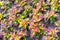 Close-up of an assorted collection of purple and yellow Coleus plants flourishing in soil