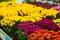 Close up assortment of multicolored chrysanthemum flowers in garden store centre. Yellow, pink, orange daisy flowers in planting