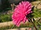 Close-up of the Aster Bud. Rose petals. Garden flower.