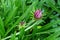 Close-up Asteraceae flower with pink petals and green leaves. Fresh bright natural garden background