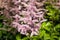 Close up of an Astilbe japonica blossom