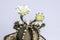 Close up Astrophytum asterias cactus on black pot isolate on white background.
