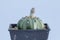 Close up Astrophytum asterias cactus on black pot isolate on white background .Common names include sand dollar cactus, sea urchin