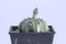 Close up Astrophytum asterias cactus on black pot isolate on white background .Common names include sand dollar cactus, sea urchin