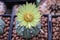 Close up Astrophytum asterias cactus.Common names include sand dollar cactus, sea urchin cactus, star cactus and star peyote.