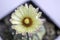 Close up Astrophytum asterias cactus flower on white  background.Common names include sand dollar cactus, sea urchin cactus, star