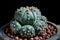 Close up astrophytum asterias cactus in planting pot
