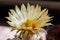 Close up of astrophytum cactus flower