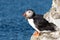 Close up of Atlantic puffin calling on a rock