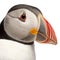 Close-up of Atlantic Puffin or Common Puffin