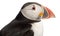 Close-up of Atlantic Puffin or Common Puffin