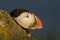 Close-up of an Atlantic Puffin face behind a rock