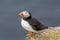 A close up of an Atlantic puffin (Fratercula arctica)