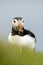 A close up of an Atlantic puffin (Fratercula arctica)