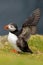 A close up of an Atlantic puffin (Fratercula arctica) flapping her wings