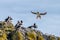 Close-up of an Atlantic puffin landing on a rocky outcrop with a flock of puffins standing on it