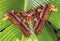 Close up of atlas moth on green leaf