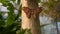 Close Up Of A Atlas Moth Looks Like A Snake At The Artis Zoo Amsterdam The Netherlands 2019