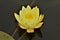 Close up of attractive floating lotus flower Mexican waterlily also called banana waterlily.