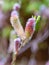 Close up of the attractive flower of Salix gracilistyla `Mount Aso` plant, furry pink catkins which typically blossom in winter