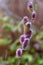 Close up of the attractive flower of Salix gracilistyla `Mount Aso` plant, furry pink catkins which typically blossom in winter