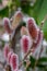 Close up of the attractive flower of Salix gracilistyla `Mount Aso` plant, furry pink catkins which typically blossom in winter