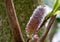 Close up of the attractive flower of Salix gracilistyla `Mount Aso` plant, furry pink catkins which typically blossom in winter