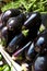 Close up of Aubergine at a market stall