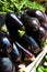 Close up of Aubergine at a market stall