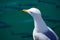 Close-up of Audouin\'s Gull or Corsican Gull next to group of Liza fish in the harbor