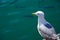 Close-up of Audouin's Gull or Corsican Gull next to group of Liza fish in the harbor